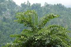 Morus macroura